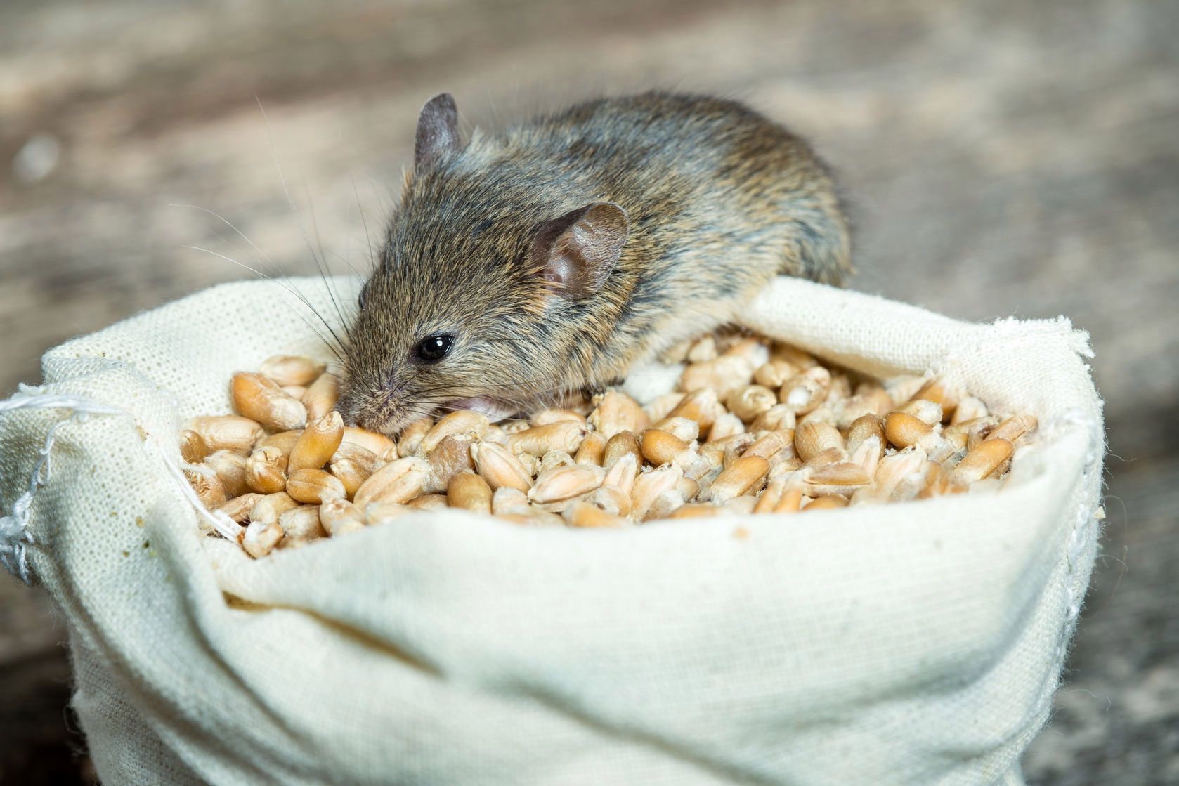 Едят ли мышей