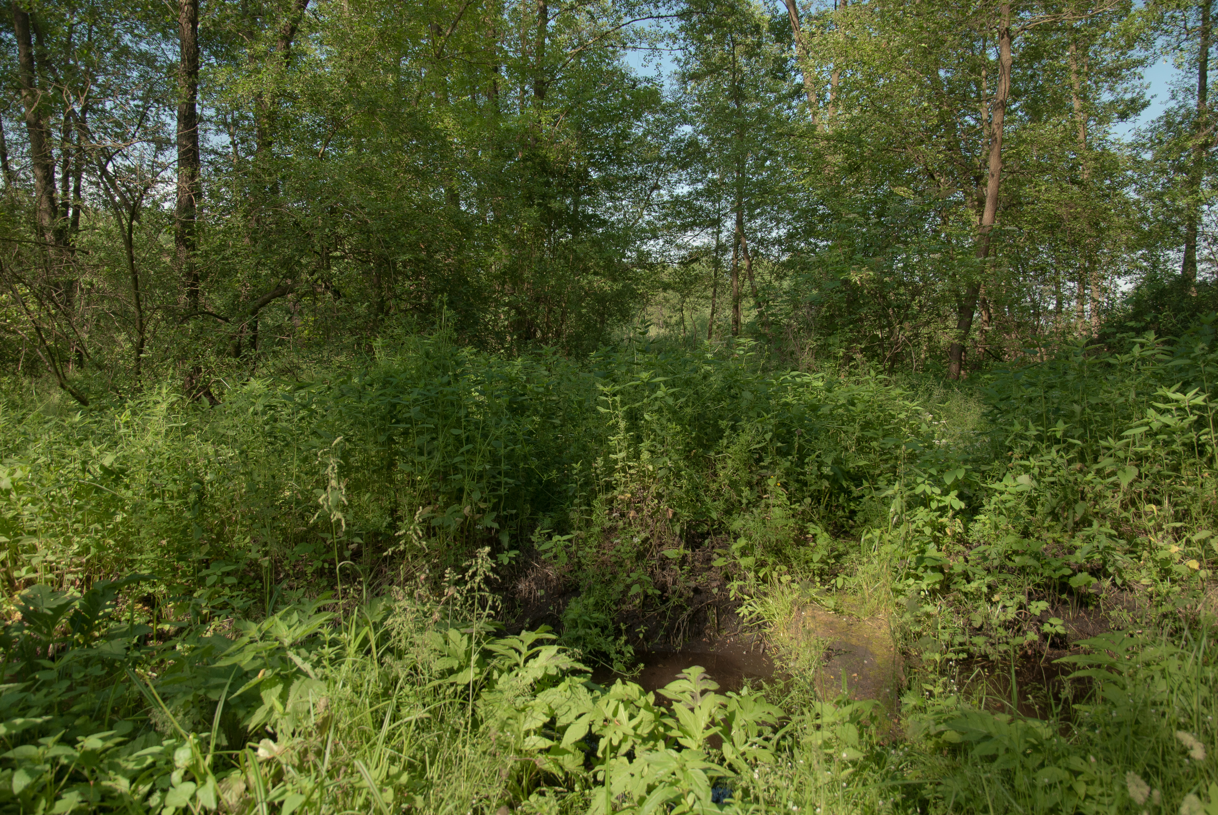 Eltűnt férfi holttestét találták meg az Ilosvai járásban